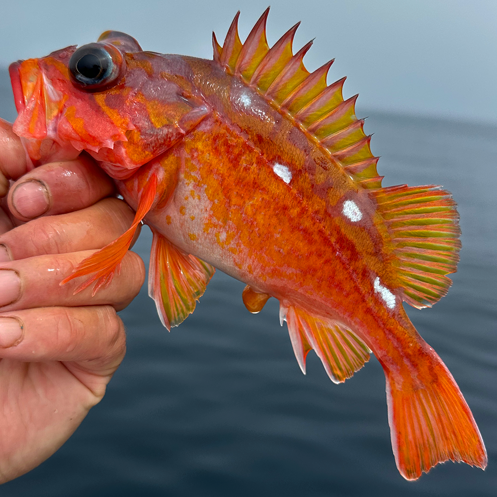Rockfish, Rosy Peeling Line